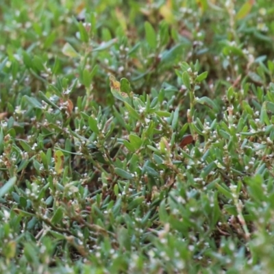 Polygonum arenastrum (Wireweed) at Greenway, ACT - 16 Mar 2023 by RodDeb