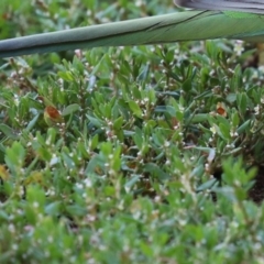 Polygonum arenastrum at Greenway, ACT - 16 Mar 2023