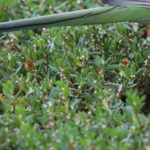 Polygonum arenastrum at Greenway, ACT - 16 Mar 2023