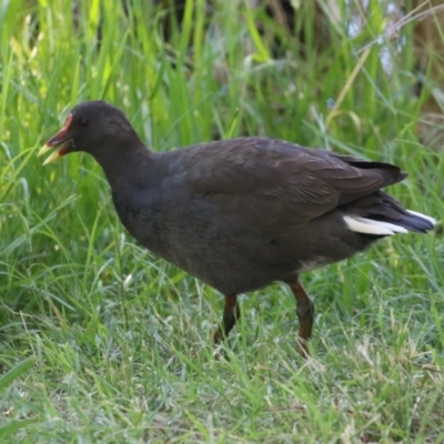 Gallinula tenebrosa (Dusky Moorhen) at Greenway, ACT - 16 Mar 2023 by RodDeb