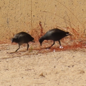 Gallinula tenebrosa at Greenway, ACT - 16 Mar 2023