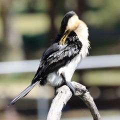 Microcarbo melanoleucos (Little Pied Cormorant) at Lake Tuggeranong - 16 Mar 2023 by RodDeb