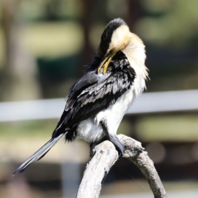 Microcarbo melanoleucos (Little Pied Cormorant) at Greenway, ACT - 16 Mar 2023 by RodDeb