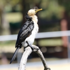 Microcarbo melanoleucos at Greenway, ACT - 16 Mar 2023