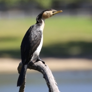 Microcarbo melanoleucos at Greenway, ACT - 16 Mar 2023