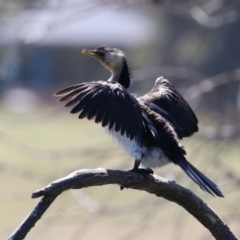 Microcarbo melanoleucos at Greenway, ACT - 16 Mar 2023