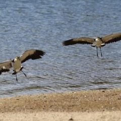 Vanellus miles (Masked Lapwing) at Lake Tuggeranong - 16 Mar 2023 by RodDeb