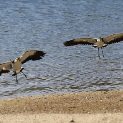 Vanellus miles (Masked Lapwing) at Greenway, ACT - 16 Mar 2023 by RodDeb