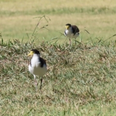 Vanellus miles at Greenway, ACT - 16 Mar 2023 12:04 PM