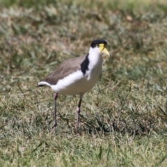 Vanellus miles at Greenway, ACT - 16 Mar 2023 12:04 PM