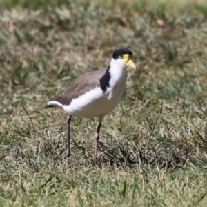 Vanellus miles at Greenway, ACT - 16 Mar 2023