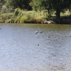 Vanellus miles at Greenway, ACT - 16 Mar 2023 12:04 PM