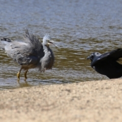 Egretta novaehollandiae (White-faced Heron) at Greenway, ACT - 16 Mar 2023 by RodDeb