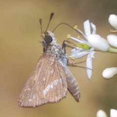 Taractrocera papyria (White-banded Grass-dart) at Cotter River, ACT - 15 Mar 2023 by Harrisi