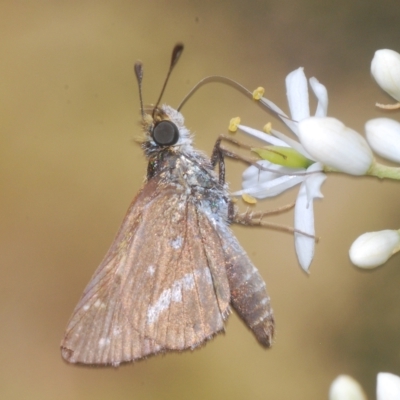 Taractrocera papyria (White-banded Grass-dart) at Cotter River, ACT - 15 Mar 2023 by Harrisi