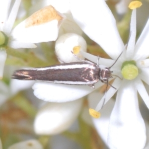 Scythris diatoma at Cotter River, ACT - 15 Mar 2023