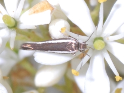 Scythris diatoma (A Gelechioid moth) at Cotter River, ACT - 15 Mar 2023 by Harrisi