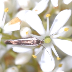 Scythris diatoma at Cotter River, ACT - 15 Mar 2023