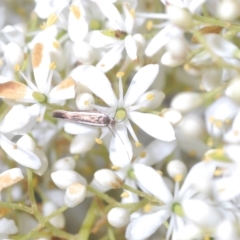 Scythris diatoma at Cotter River, ACT - 15 Mar 2023