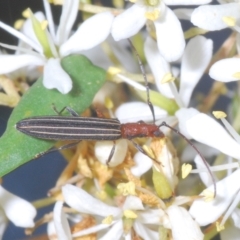 Syllitus microps (Longicorn or Longhorn beetle) at Cotter River, ACT - 15 Mar 2023 by Harrisi