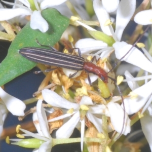 Syllitus microps at Lower Cotter Catchment - 15 Mar 2023