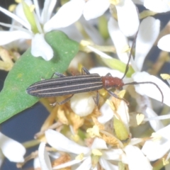 Syllitus microps at Lower Cotter Catchment - 15 Mar 2023