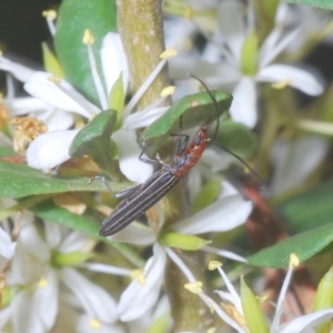 Syllitus rectus at Lower Cotter Catchment - 15 Mar 2023 02:25 PM