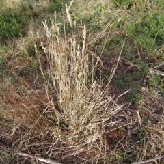 Phalaris aquatica (Phalaris, Australian Canary Grass) at Fadden, ACT - 15 Mar 2023 by KumikoCallaway