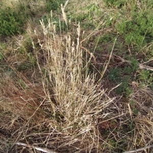 Phalaris aquatica at Fadden, ACT - 16 Mar 2023 07:57 AM