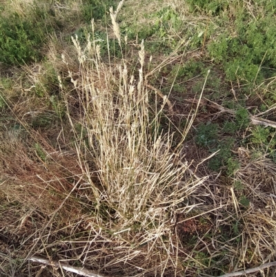 Phalaris aquatica (Phalaris, Australian Canary Grass) at Wanniassa Hill - 15 Mar 2023 by KumikoCallaway