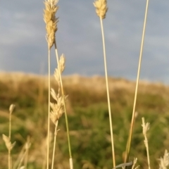 Phalaris aquatica at Fadden, ACT - 16 Mar 2023 07:57 AM