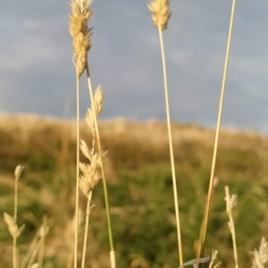 Phalaris aquatica at Fadden, ACT - 16 Mar 2023 07:57 AM