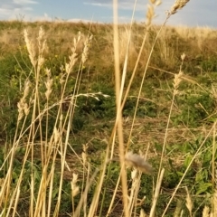 Phalaris aquatica at Fadden, ACT - 16 Mar 2023