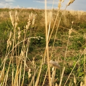 Phalaris aquatica at Fadden, ACT - 16 Mar 2023