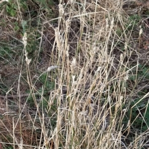 Phalaris aquatica at Fadden, ACT - 16 Mar 2023 07:57 AM