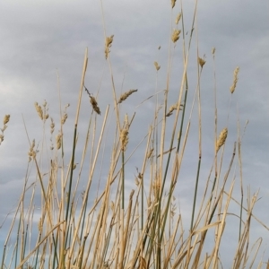 Phalaris aquatica at Fadden, ACT - 16 Mar 2023 07:57 AM