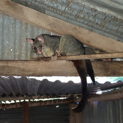 Trichosurus vulpecula (Common Brushtail Possum) at QPRC LGA - 16 Mar 2023 by MatthewFrawley