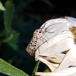 Utetheisa (genus) at Braidwood, NSW - 16 Mar 2023