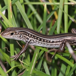 Ctenotus robustus at Wellington Point, QLD - 12 Mar 2023