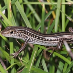 Ctenotus robustus (Robust Striped-skink) at Wellington Point, QLD - 12 Mar 2023 by TimL