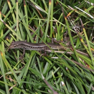 Ctenotus robustus at Wellington Point, QLD - 12 Mar 2023