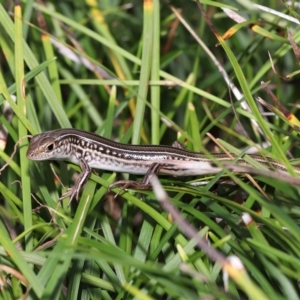 Ctenotus robustus at Wellington Point, QLD - suppressed