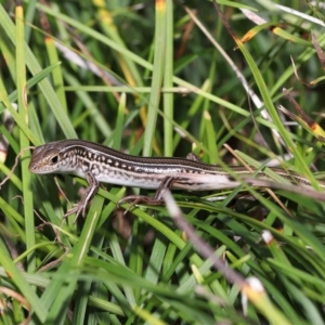 Ctenotus robustus at Wellington Point, QLD - 12 Mar 2023