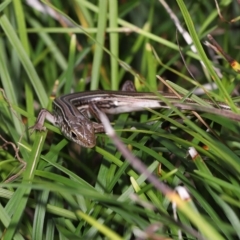 Ctenotus robustus at Wellington Point, QLD - 12 Mar 2023