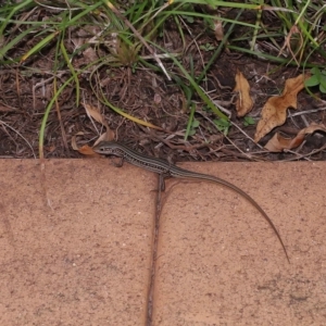 Ctenotus robustus at Wellington Point, QLD - suppressed
