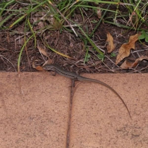 Ctenotus robustus at Wellington Point, QLD - 12 Mar 2023