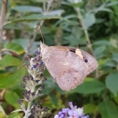 Heteronympha merope (Common Brown Butterfly) at QPRC LGA - 16 Mar 2023 by MatthewFrawley