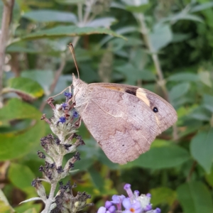 Heteronympha merope at Braidwood, NSW - 16 Mar 2023