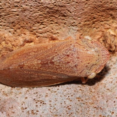 Stenocotis depressa (Leafhopper) at Capalaba, QLD - 12 Mar 2023 by TimL