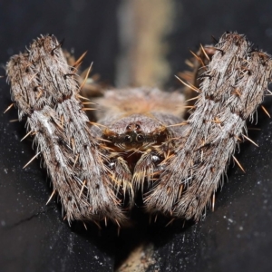 Araneinae (subfamily) at Wellington Point, QLD - suppressed